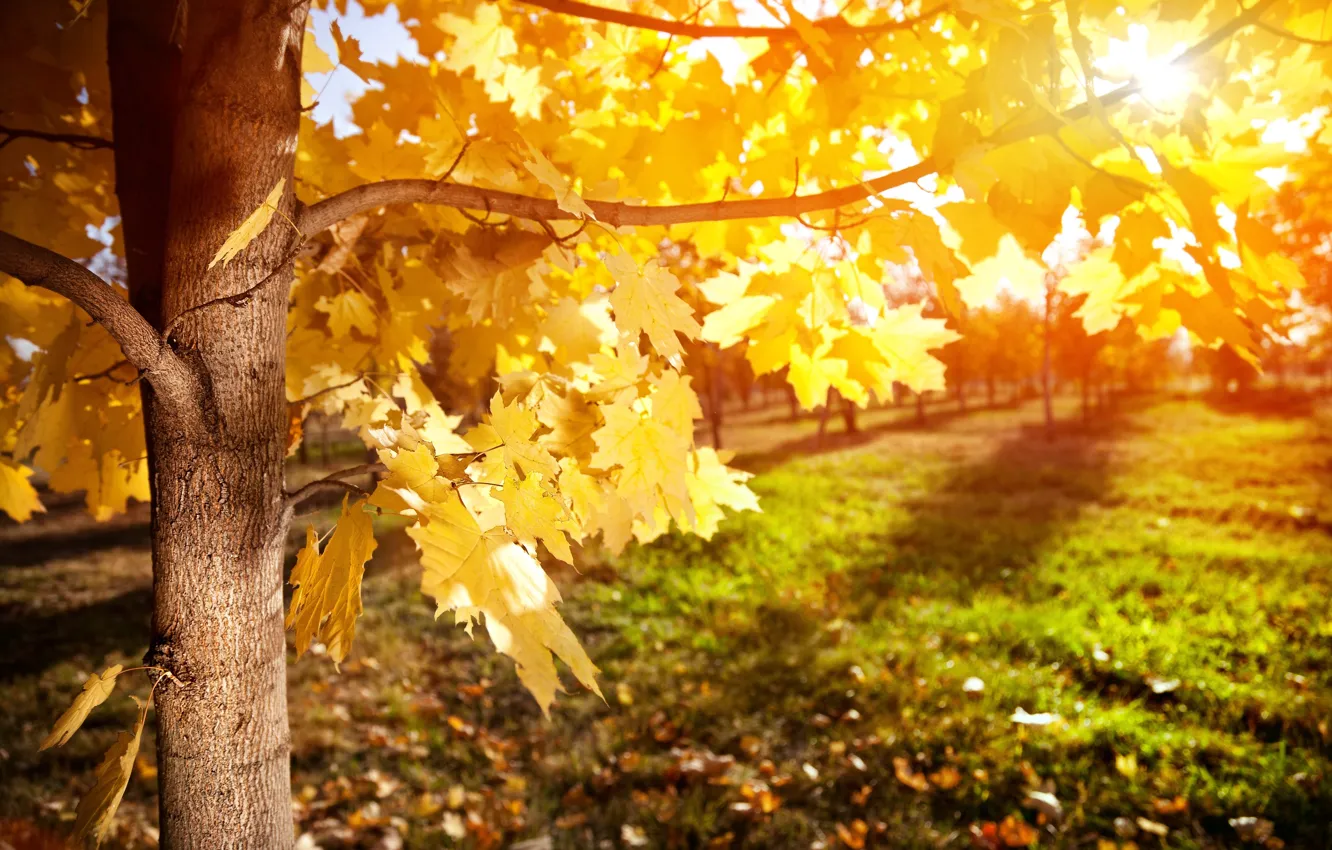 Фото обои осень, листья, лучи, дерево, клен