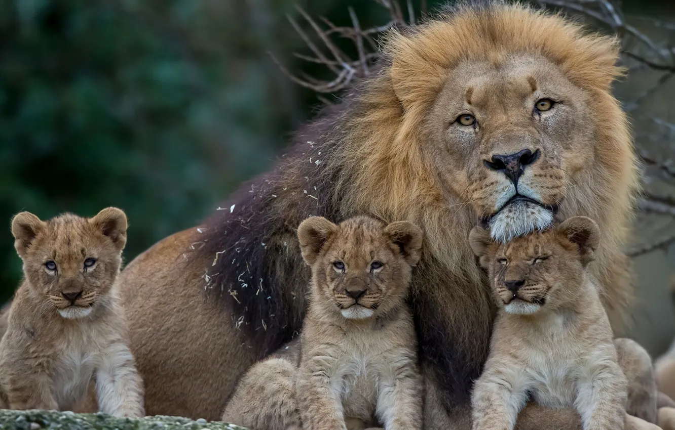 Фото обои лев, грива, котята, львы, львята, отцовство, детёныши