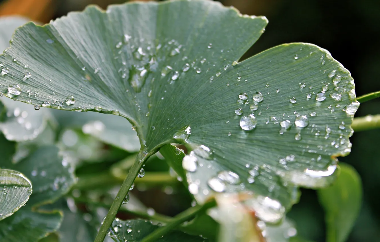 Фото обои капли, макро, лист, роса, дождь, круглый