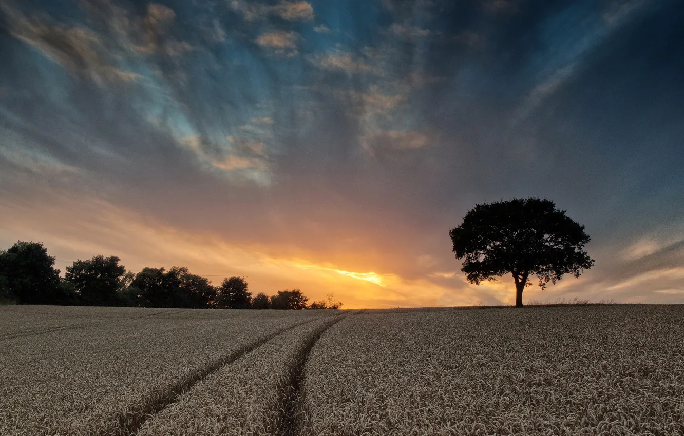Фото обои поле, облака, деревья, следы, природа, зарево