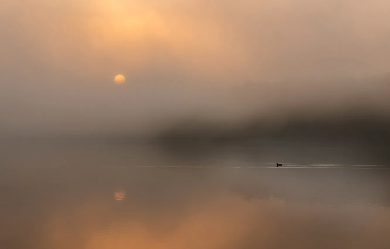 Фото обои туман, отражение, птица, Солнце, bird, sun, fog, reflection