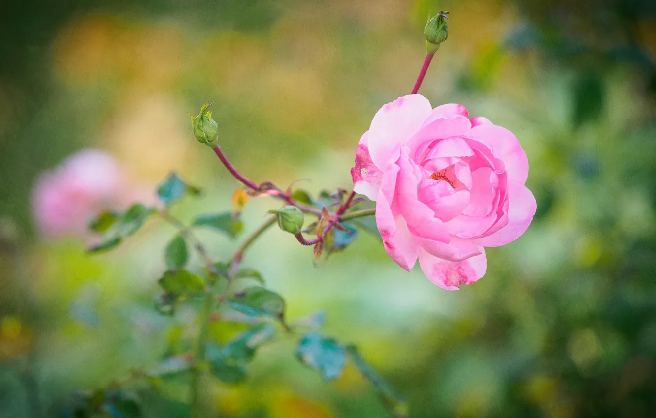 Фото обои роза, куст, лепестки, сад