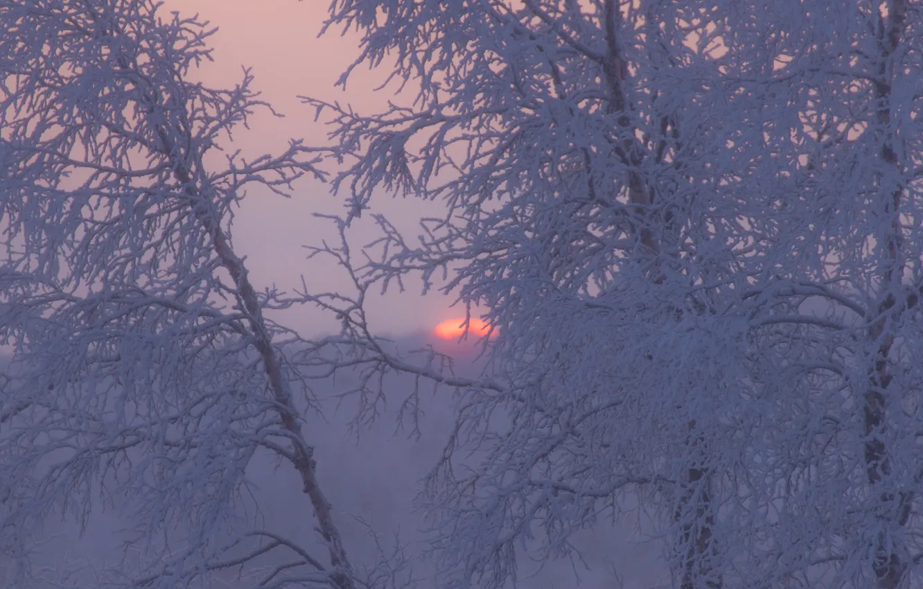 Фото обои зима, иней, деревья, закат, ветки, Швеция