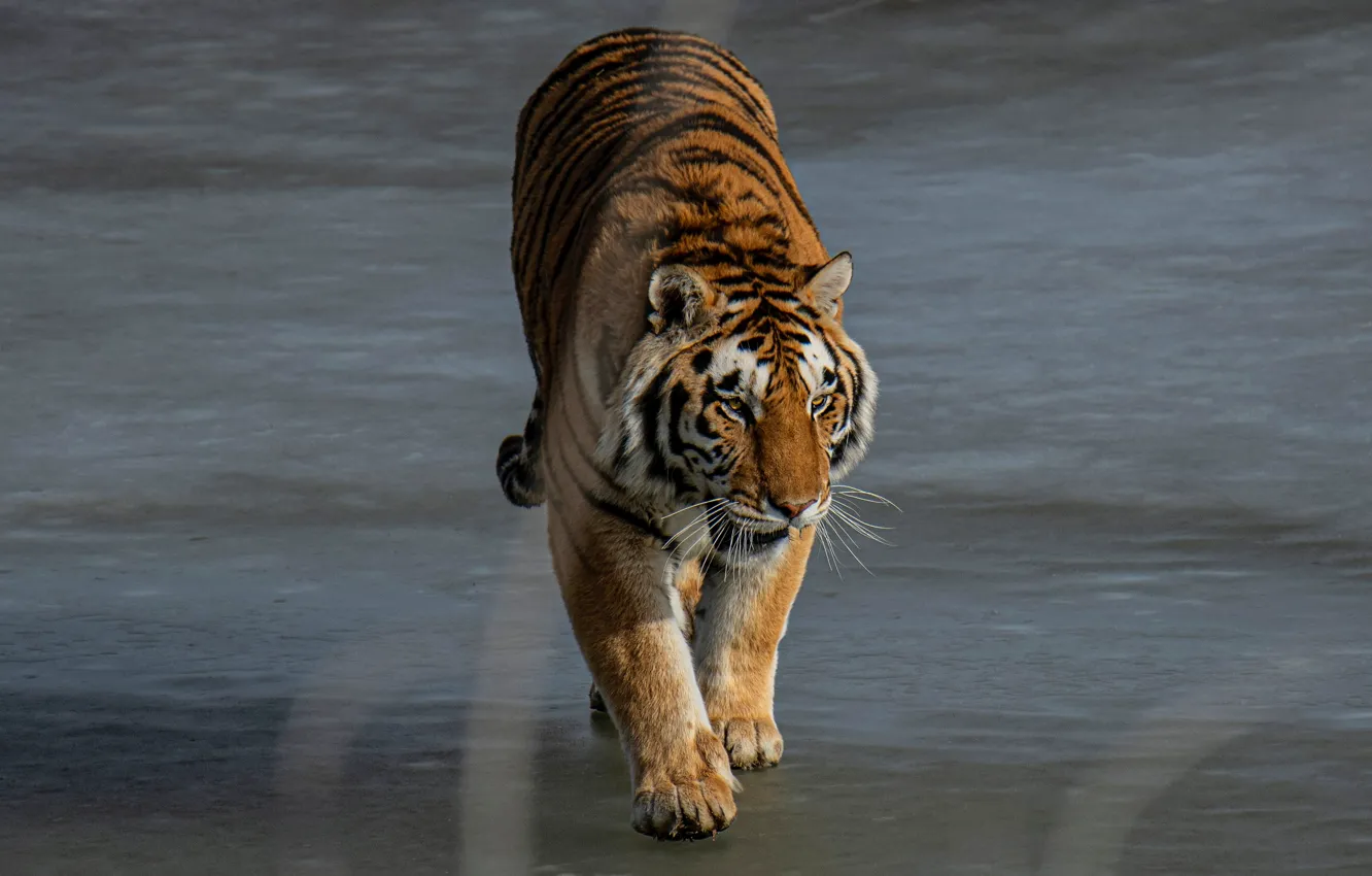 Фото обои тигр, поза, берег, прогулка, водоем