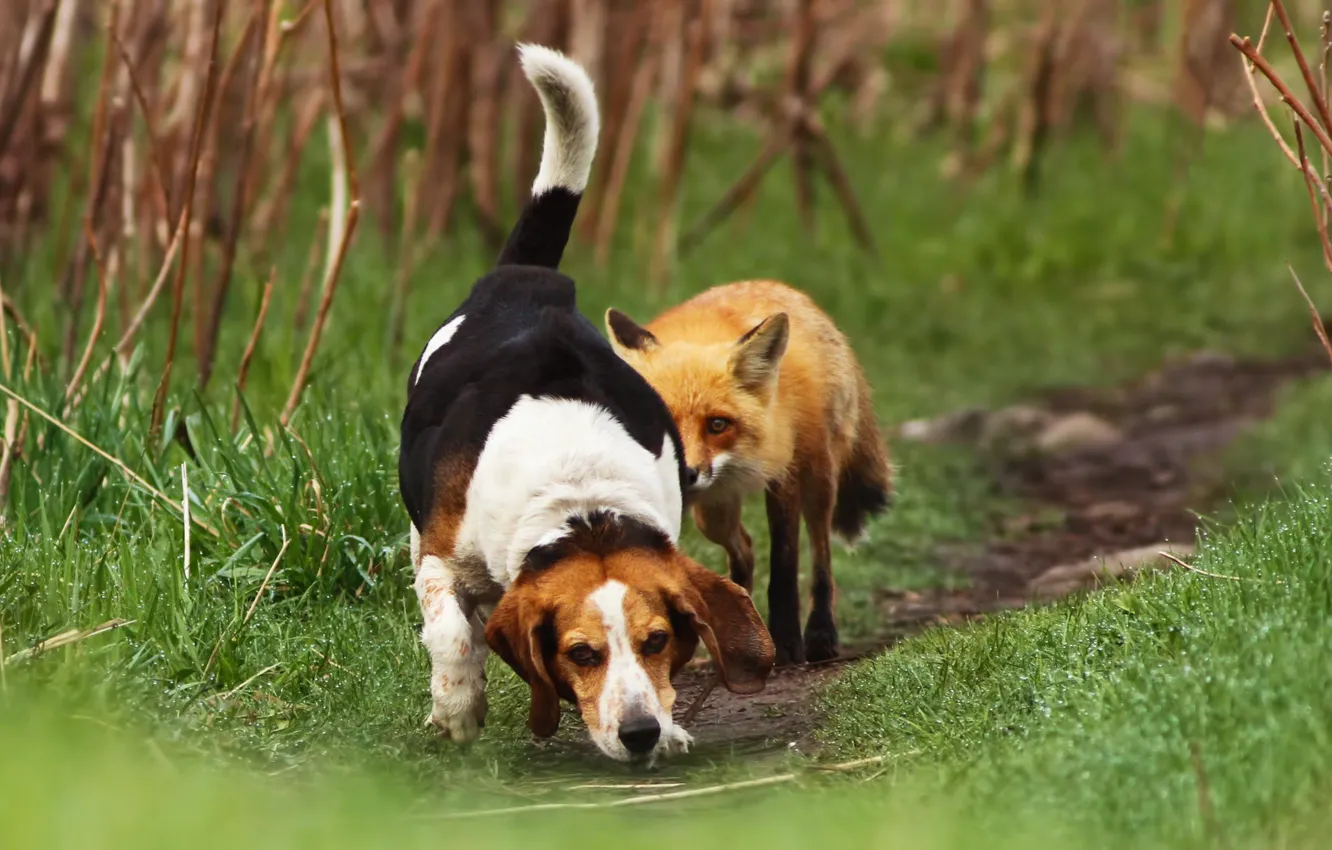 Фото обои трава, собака, лиса, тропинка