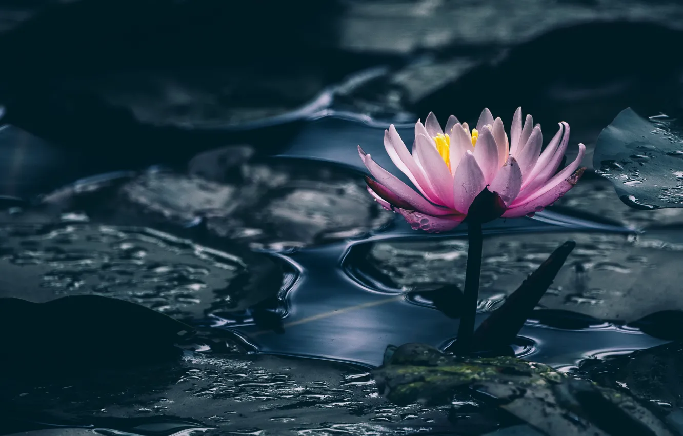 Фото обои цветок, листья, вода, пруд, темный фон, розовый, кувшинка, водоем