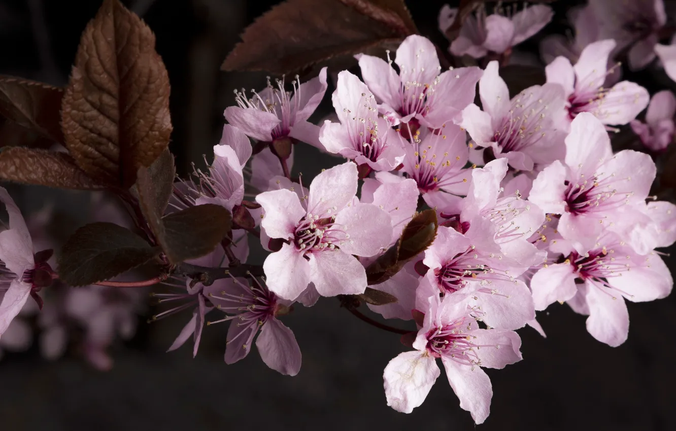 Фото обои цветы, вишня, темный фон, весна, сакура, розовые, цветение, слива