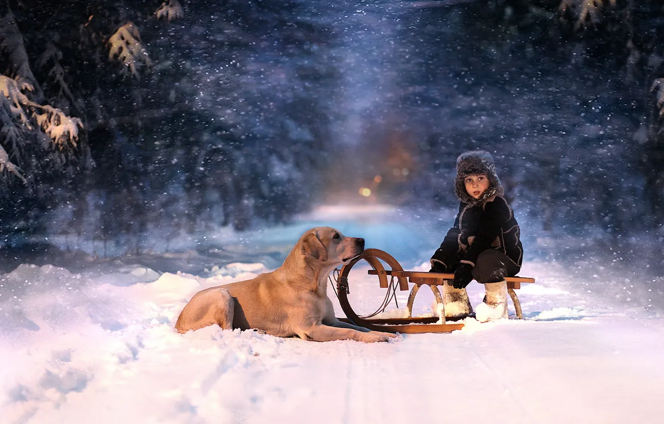 Фото обои зима, лес, взгляд, снег, ночь, ребенок, собака, санки