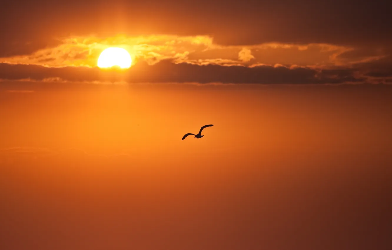 Фото обои солнце, облака, полет, закат, чайка, вечер