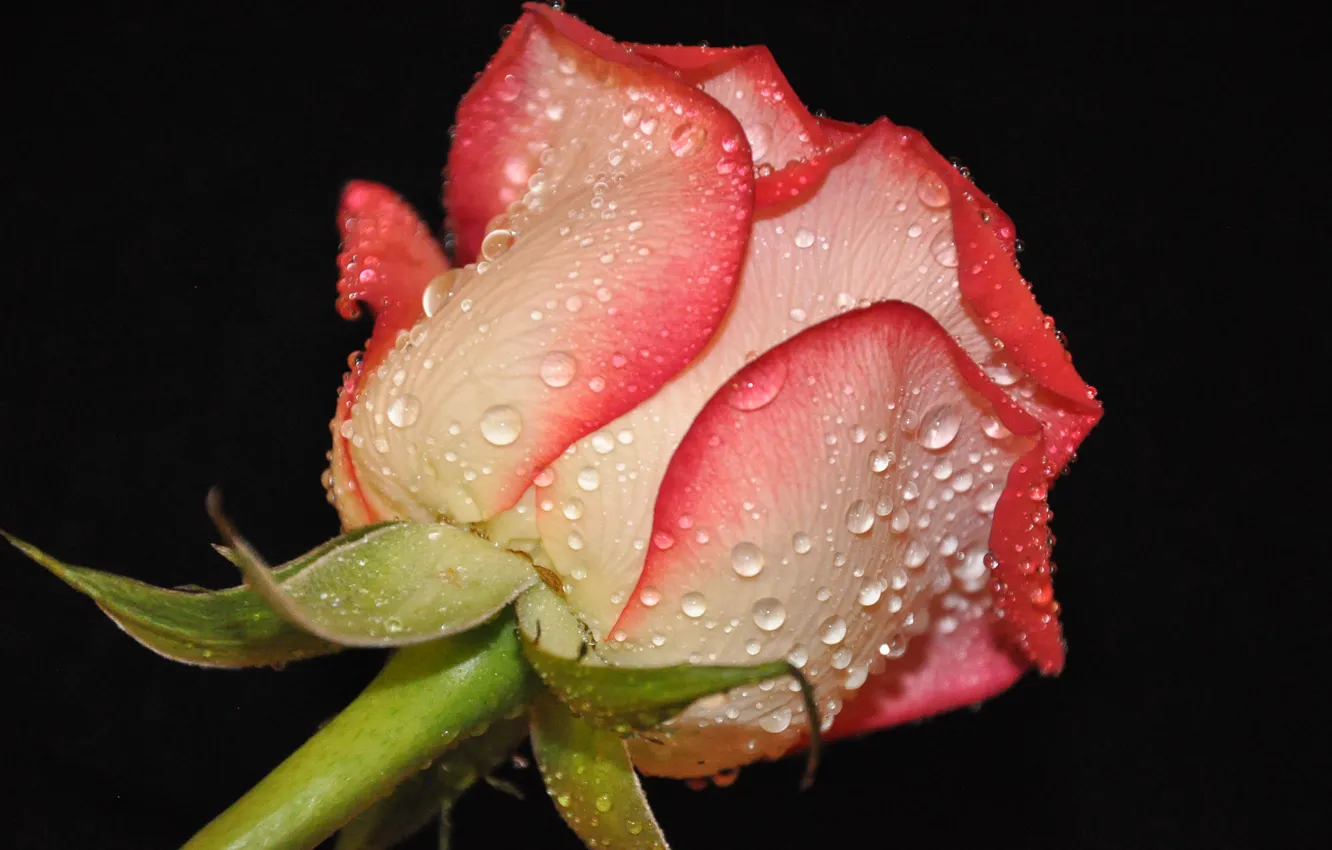 Фото обои цветок, вода, капли, роса, роза, лепестки, бутон