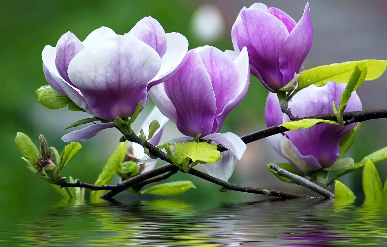 Фото обои вода, цветы, ветки, лепестки, магнолия