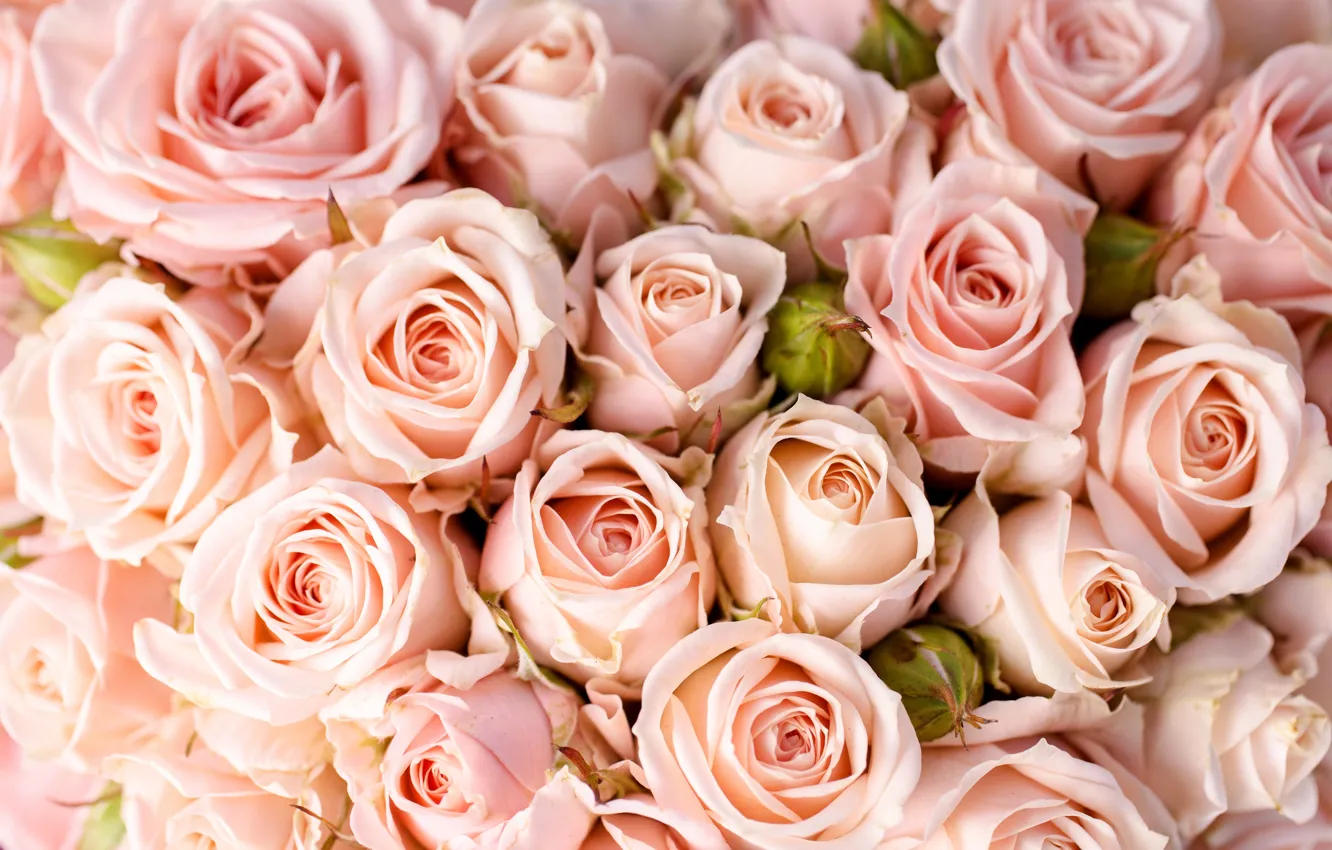 Фото обои цветы, розы, букет, flowers, bouquet, roses