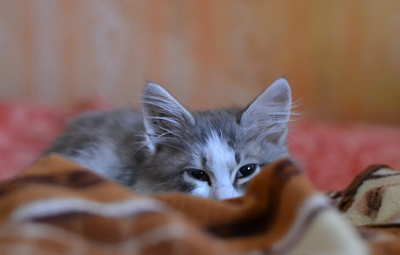 Фото обои кошка, белый, серый