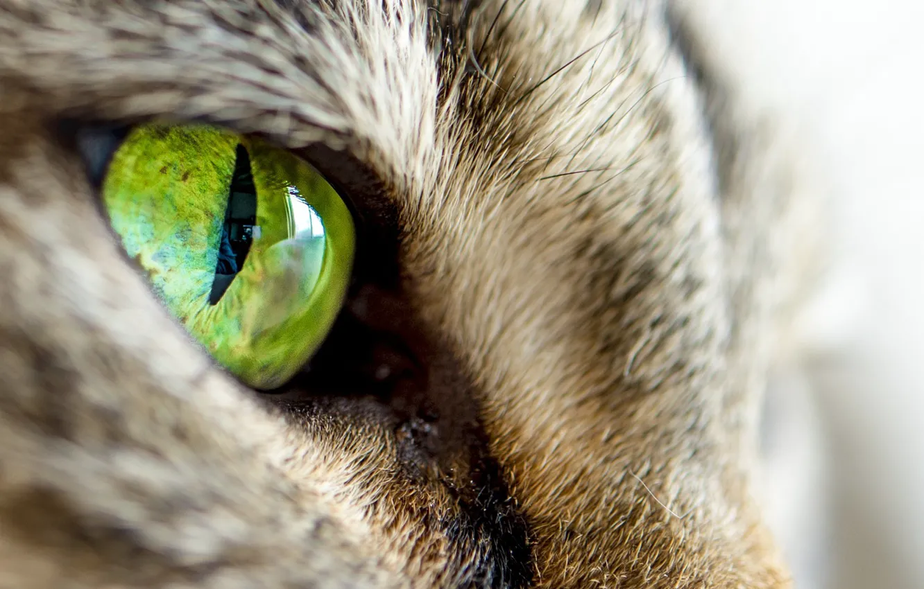 Фото обои кот, взгляд, зеленый, кошачий глаз