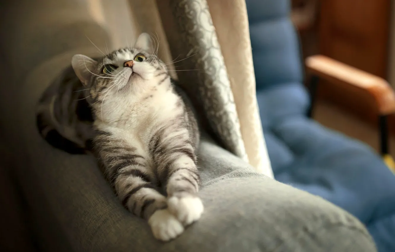 Фото обои кошка, кот, поза, котенок, лапки, кресло, лежит, шторы