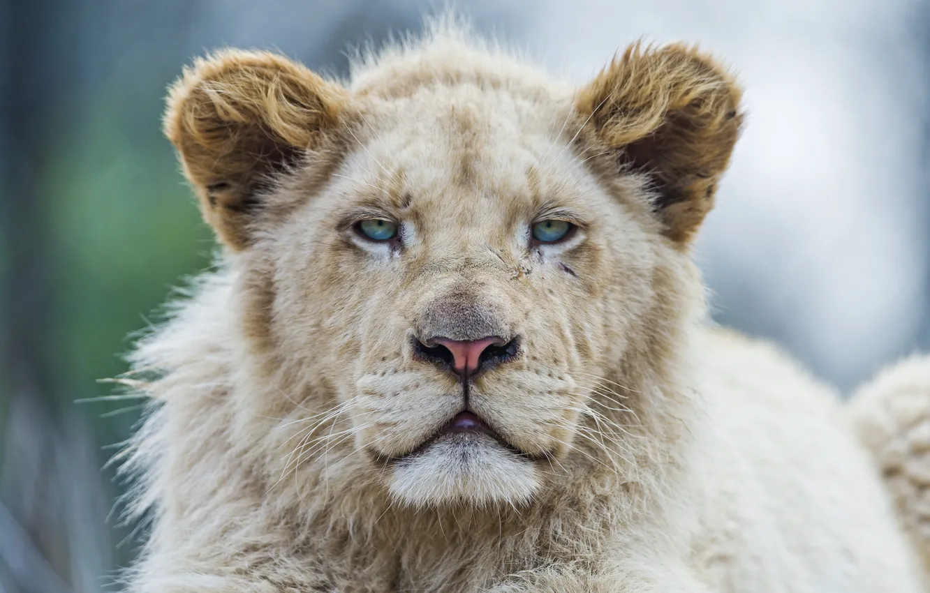 Фото обои кошка, морда, львёнок, белый лев, ©Tambako The Jaguar