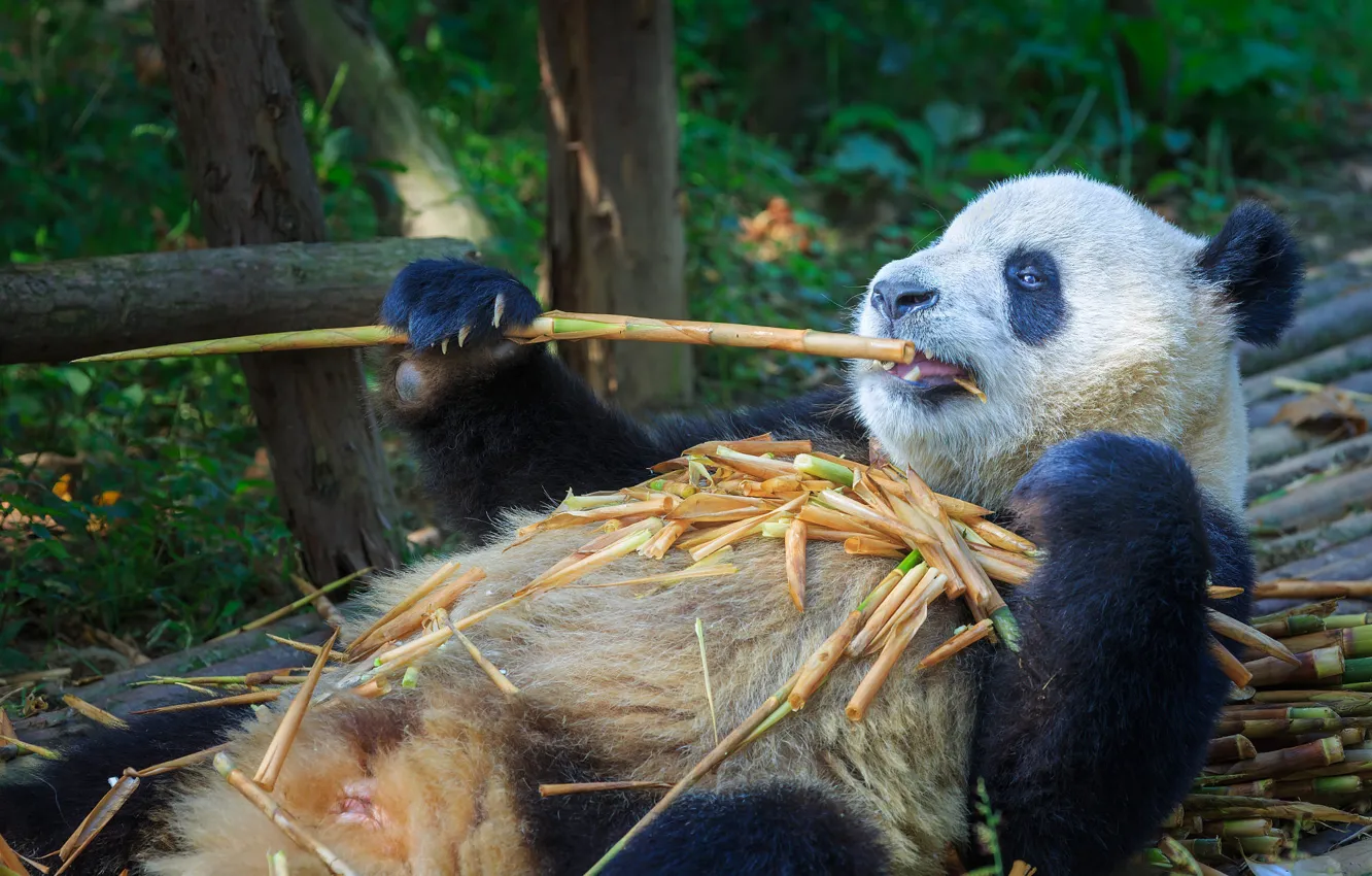 Фото обои ветки, лапы, бамбук, медведь, панда, лежит, зоопарк, развалился