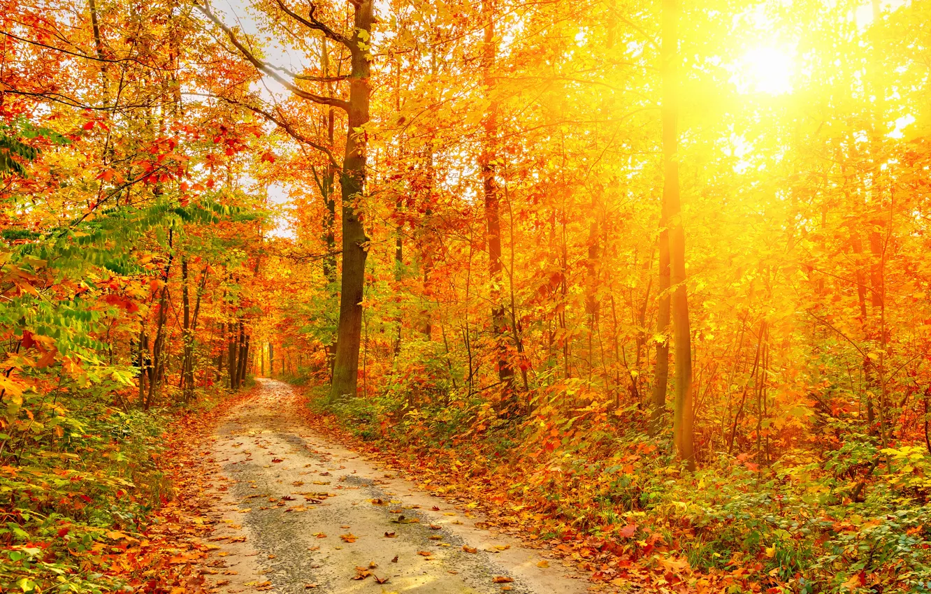 Фото обои лучи, свет, Природа, Осень, Деревья, Листья, Дороги, Леса
