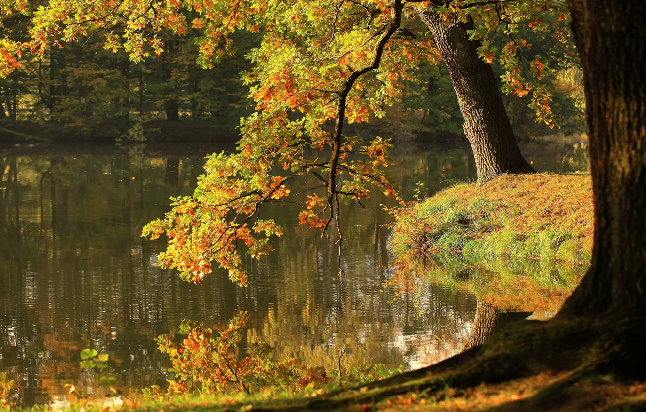 Фото обои осень, дерево, листва, водоем