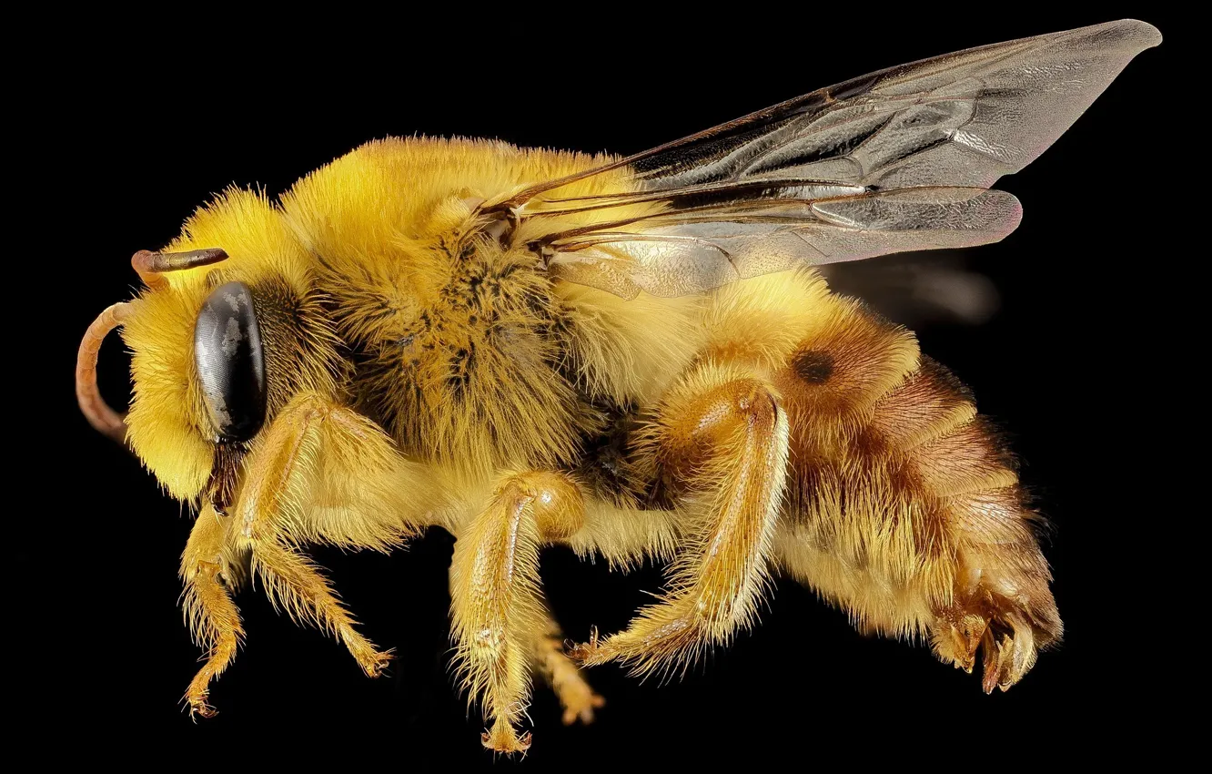 Фото обои глаза, макро, природа, пчела, крылья, волоски, профиль, насекомое