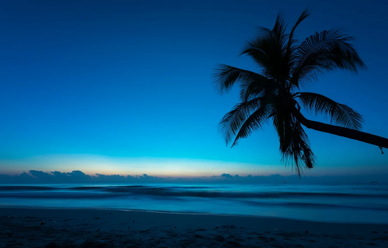 Фото обои море, пляж, лето, ночь, тропики, пальма, Природа