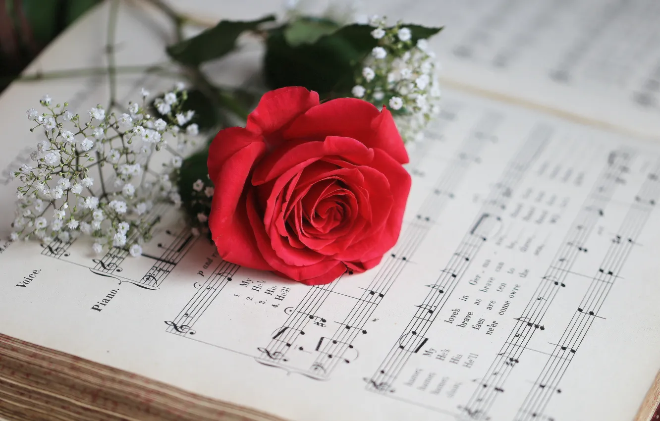 Фото обои ноты, розовая, роза, лепестки, бутон, цветение, гипсофила