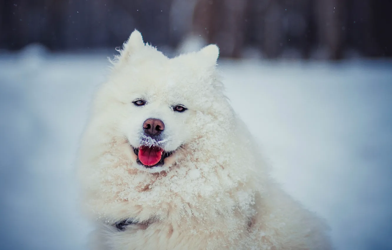 Фото обои зима, язык, взгляд, морда, снег, собака, шерсть, белая