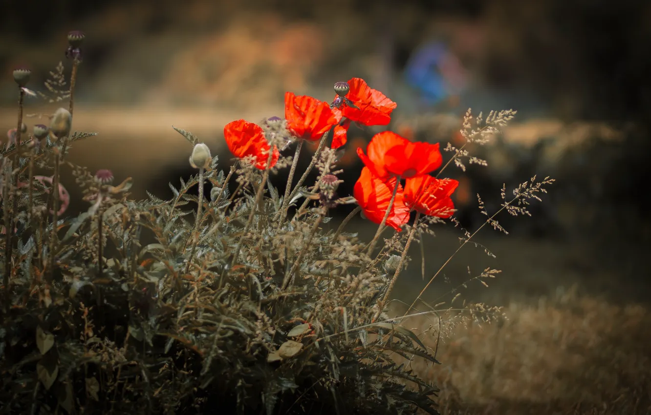 Фото обои цветы, природа, маки