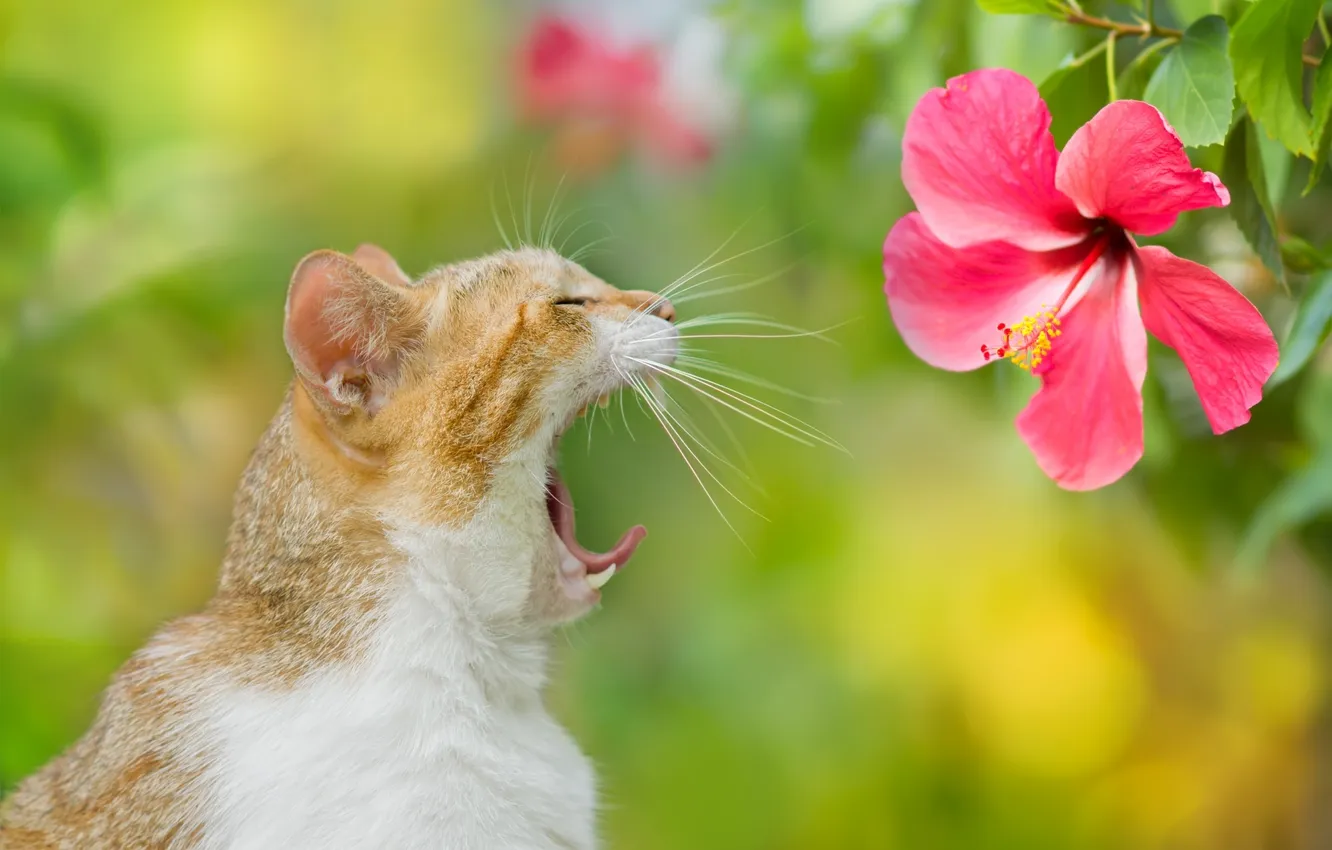 Фото обои цветок, кот, фон, зевает