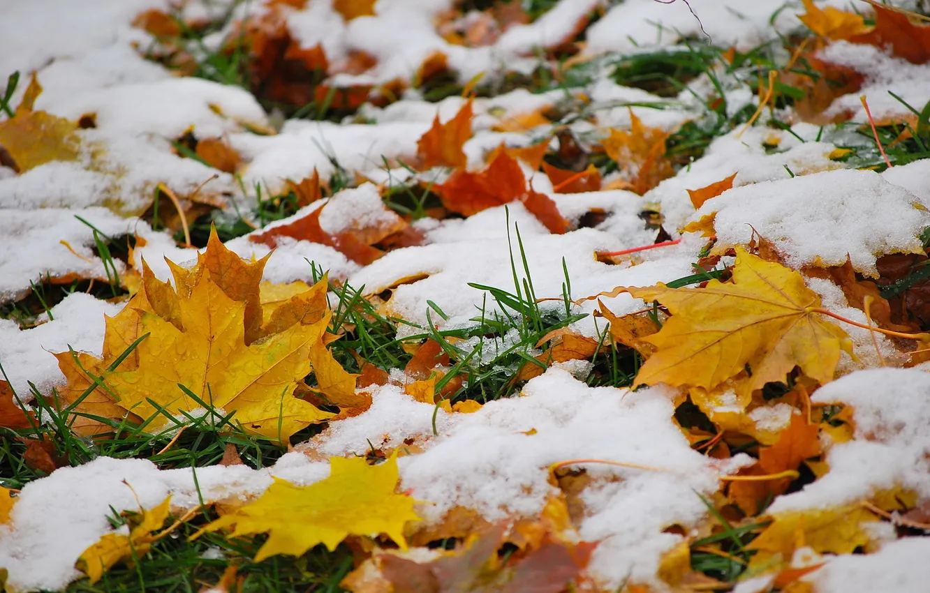 Фото обои осень, листья, снег, природа