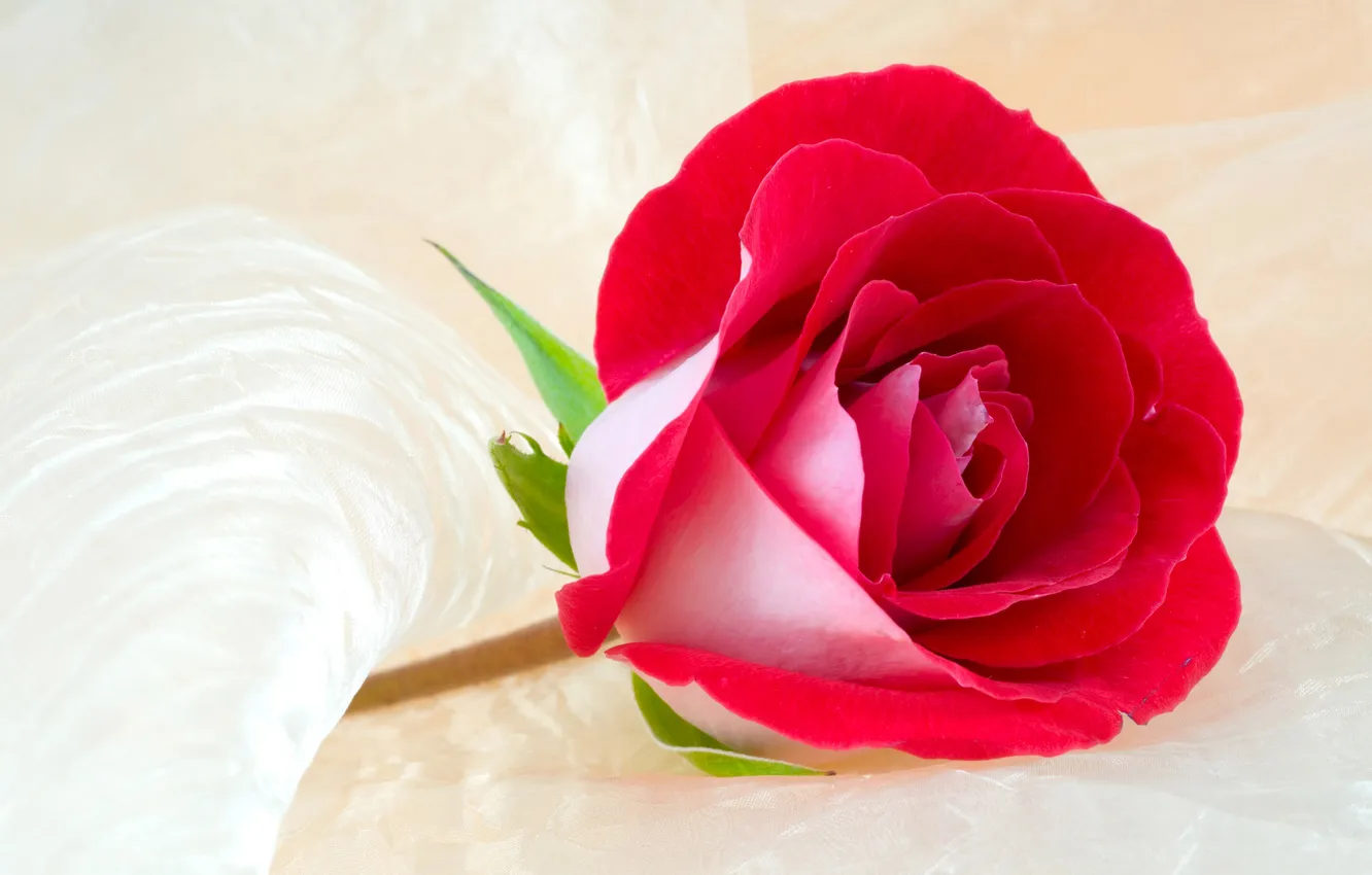 Фото обои обои, розы, лепестки