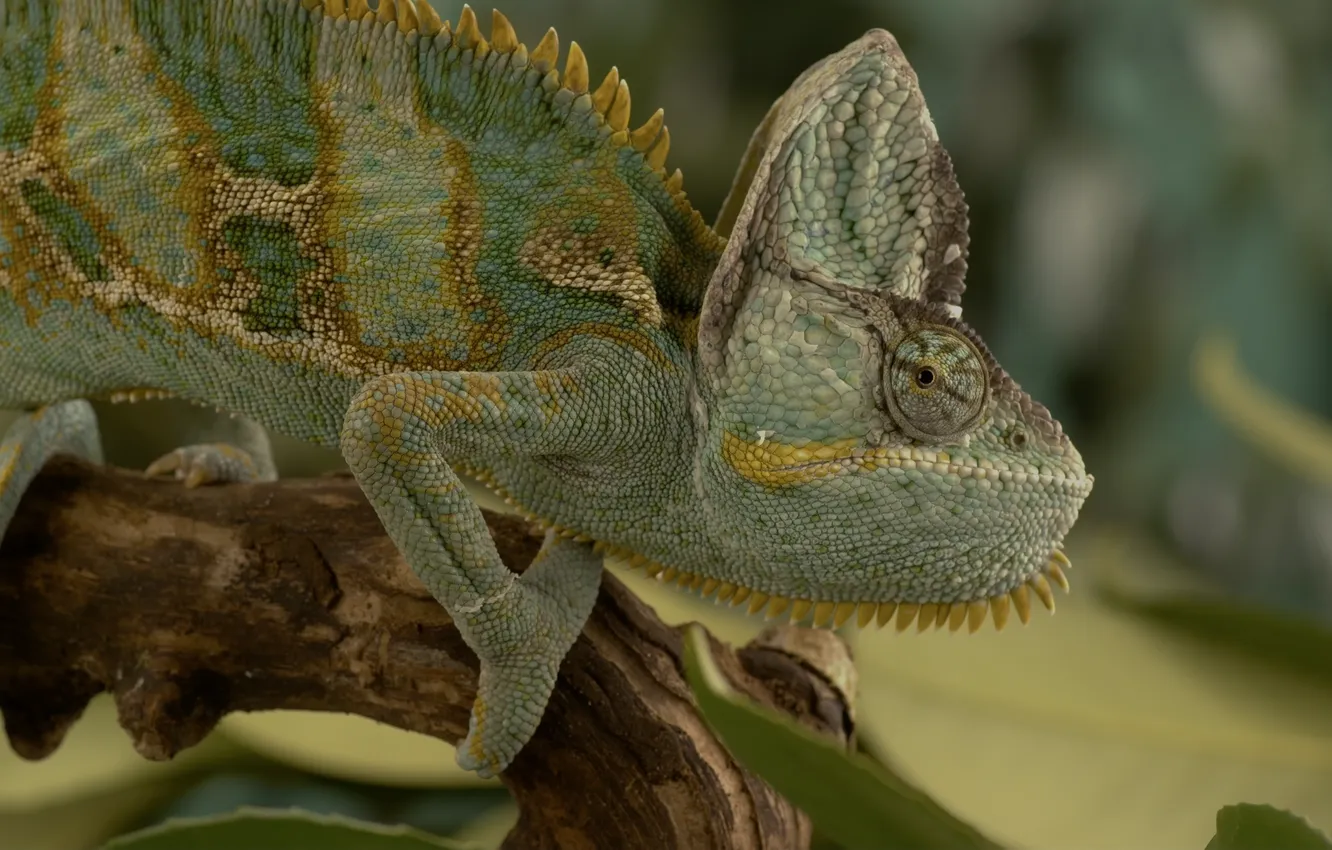 Фото обои colors, nature, chameleon, 8K