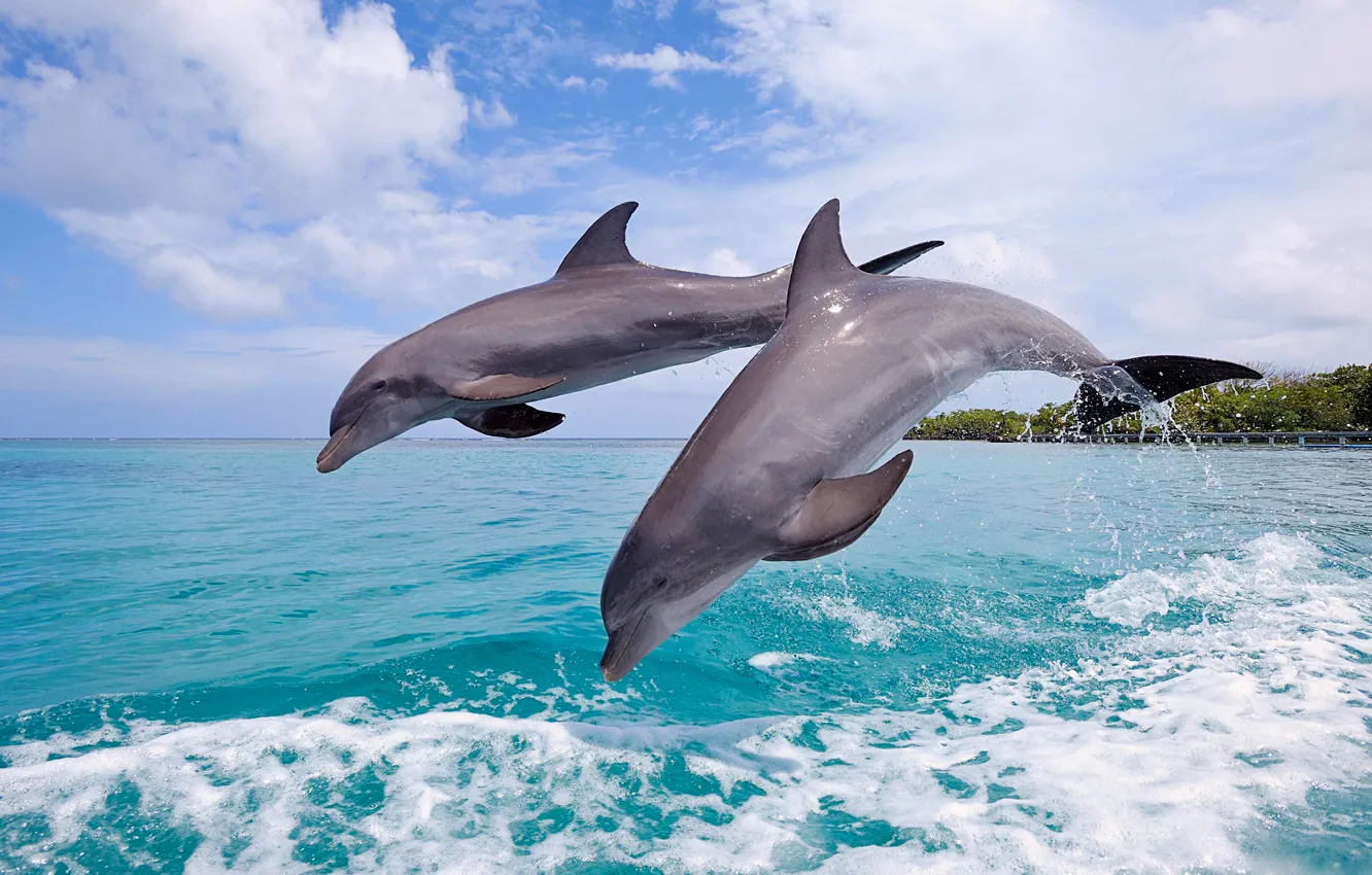 Фото обои море, небо, брызги, прыжок, пара, дельфины