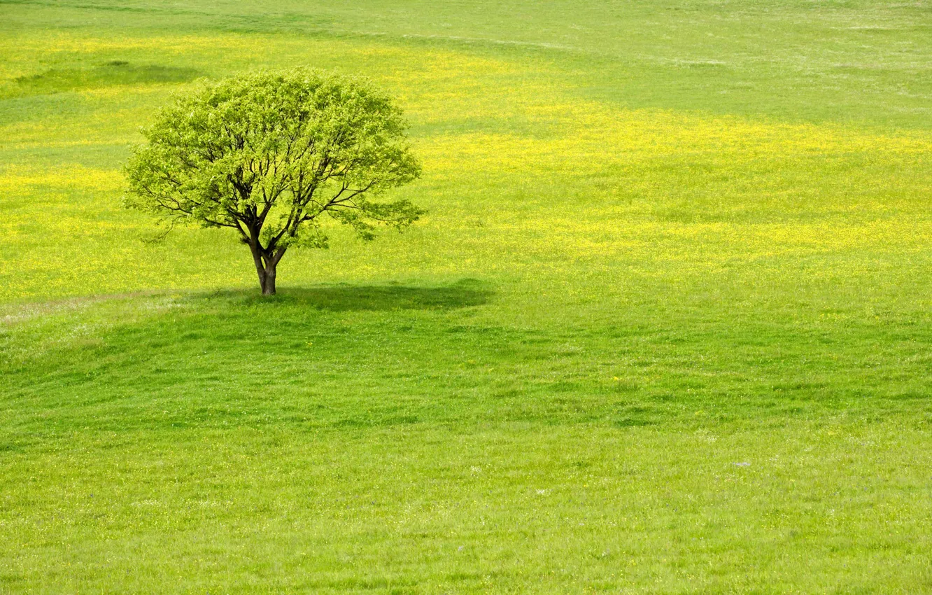 Фото обои зелень, трава, дерево