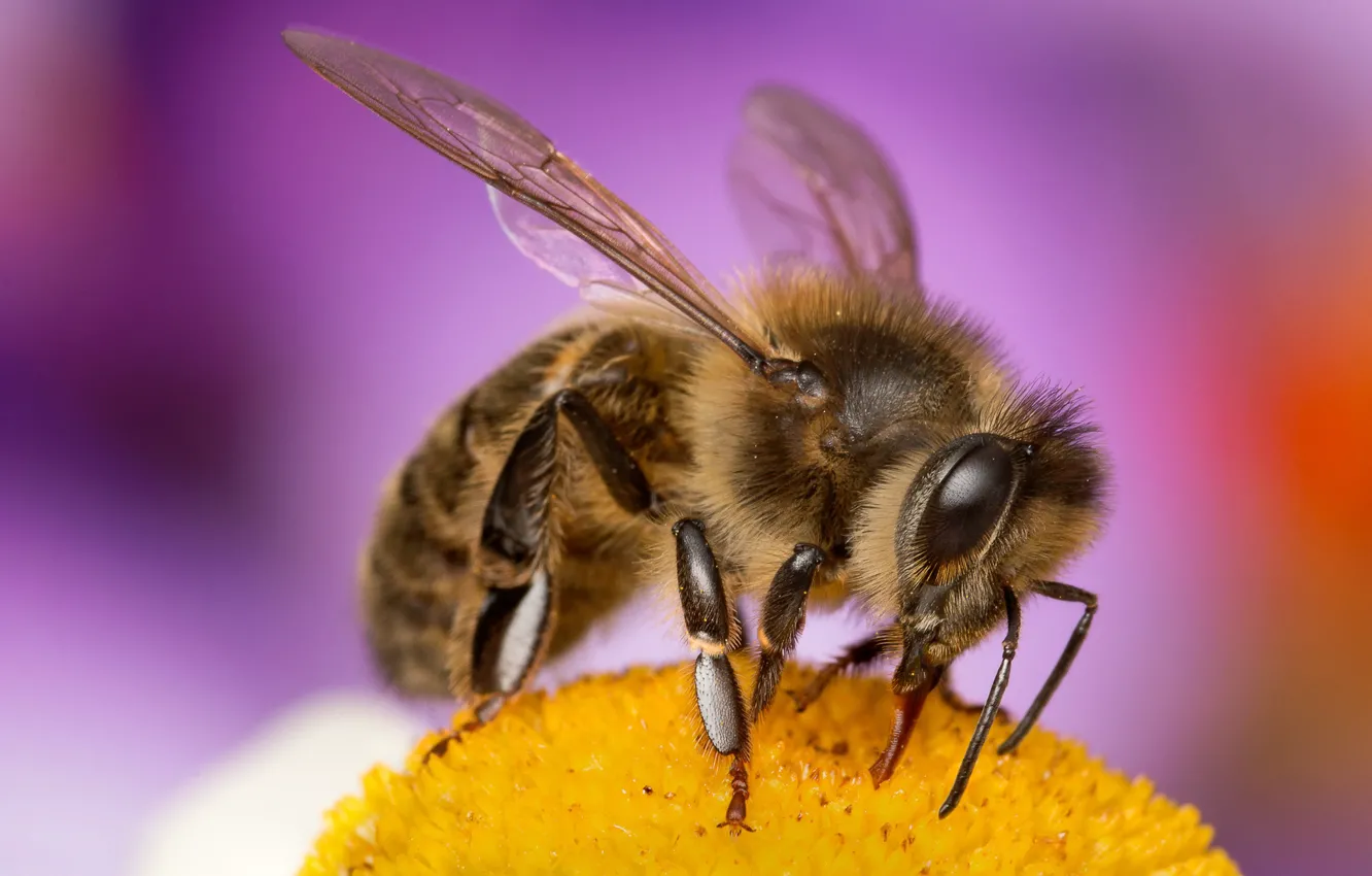 Фото обои цветок, глаза, макро, пчела, фон, крылья, лапки, насекомое