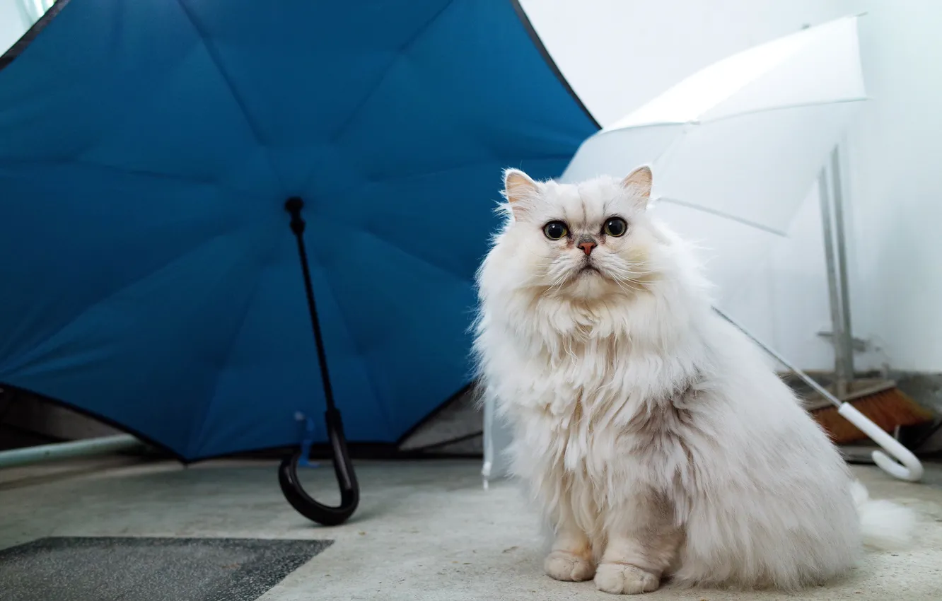 Фото обои кошка, белый, кот, синий, голубой, зонт, зонты, белая