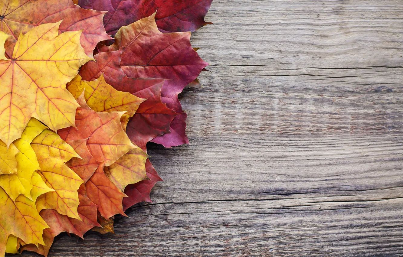 Фото обои осень, листья, фон, colorful, клен, wood, autumn, leaves