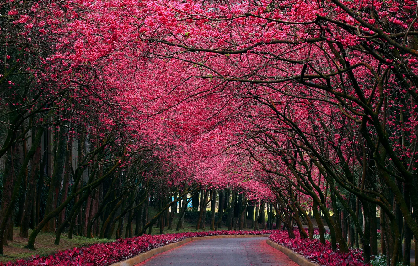 Фото обои природа, парк, цвет, весна, сакура, аллея