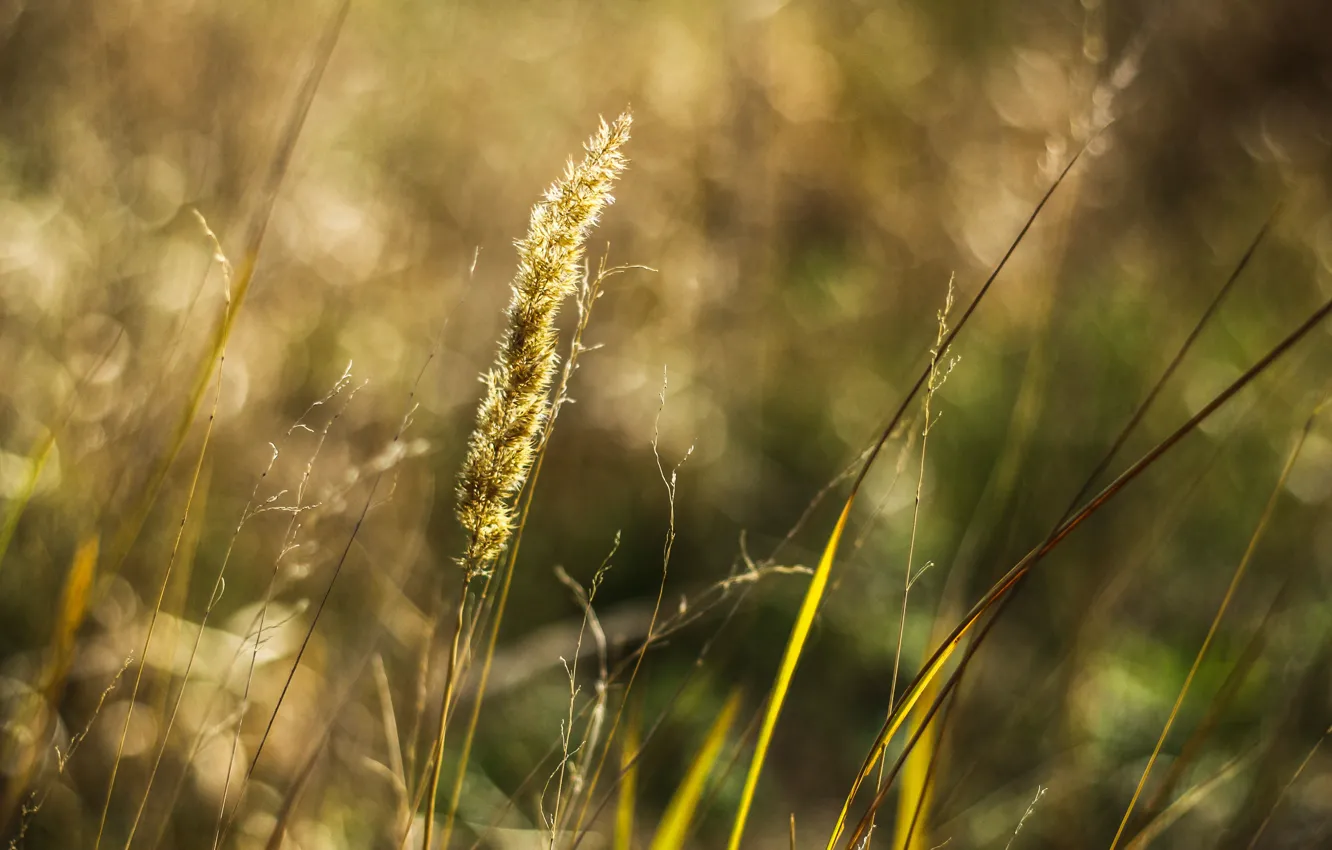Фото обои лето, растение, весна, боке