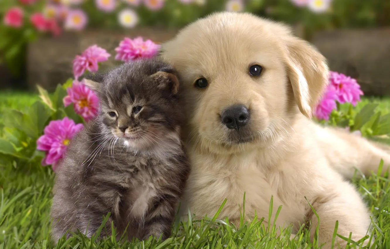 Фото обои трава, цветы, котенок, фон, щенок, малыши, парочка