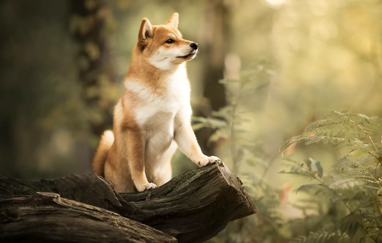 Фото обои лес, собака, коряга, боке, Сиба-ину