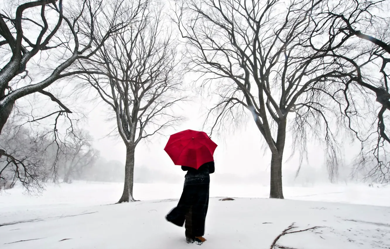 Фото обои девушка, снег, япония, зонт, сакура