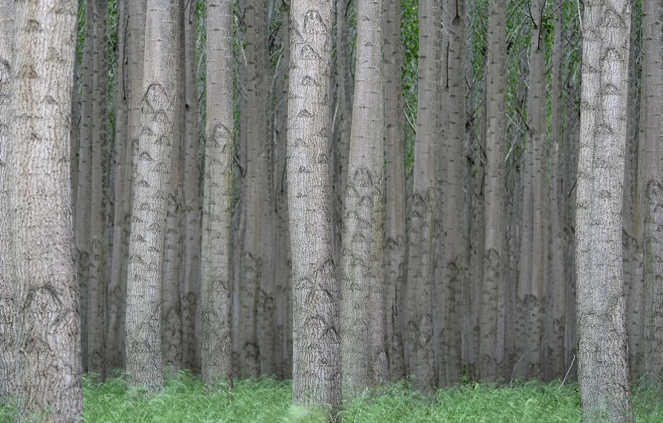 Фото обои лес, деревья, природа, стволы
