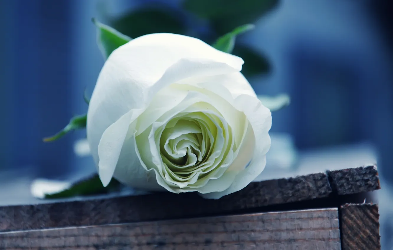 Фото обои роза, лепестки, ящик, белый цвет