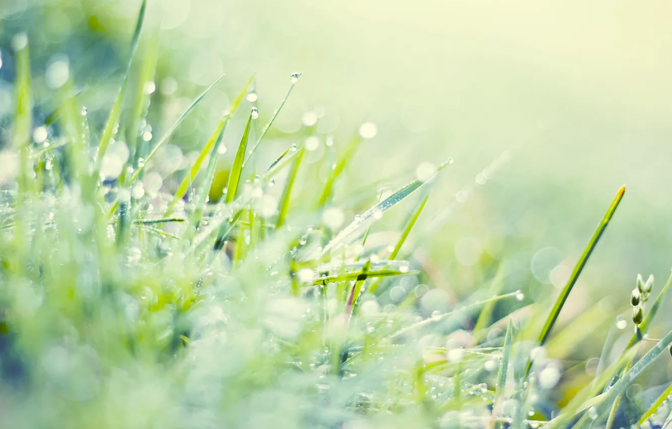 Фото обои зелень, трава, капли, макро, свет, блики, газон, green
