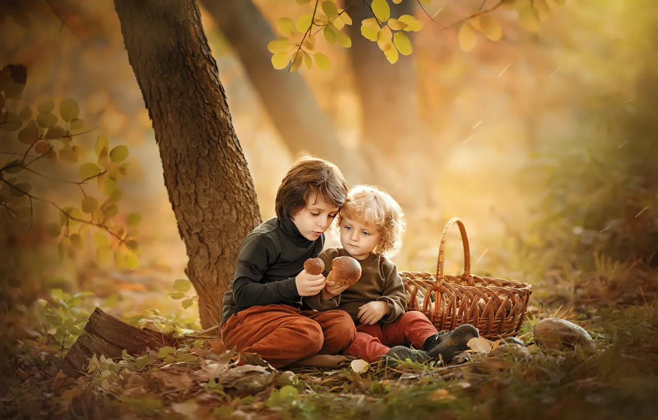 Фото обои осень, дети, грибы, мальчики
