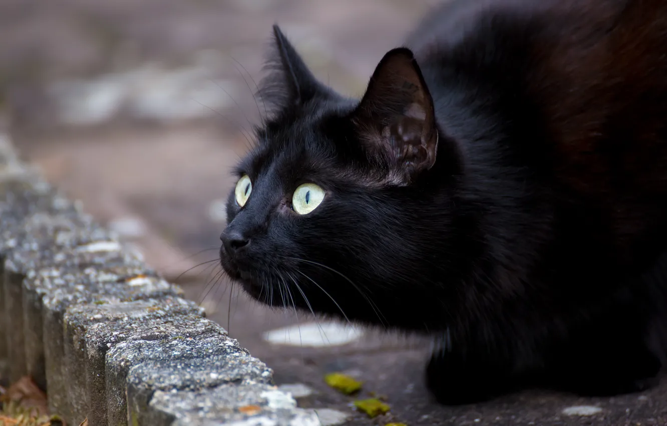 Фото обои глаза, кот, усы, черный