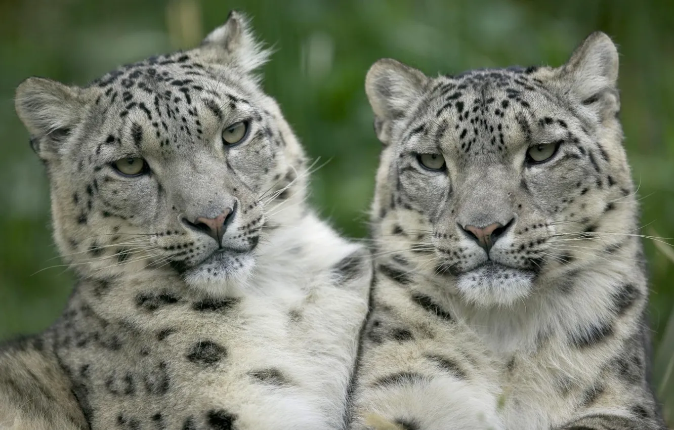 Фото обои белый, взгляд, леопарды