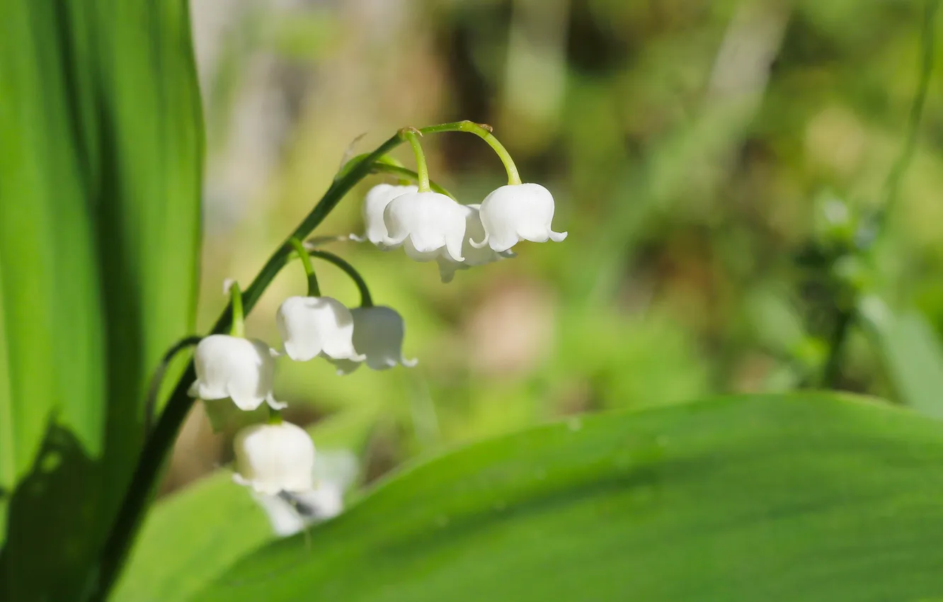 Фото обои white, flower, lilies of the valley