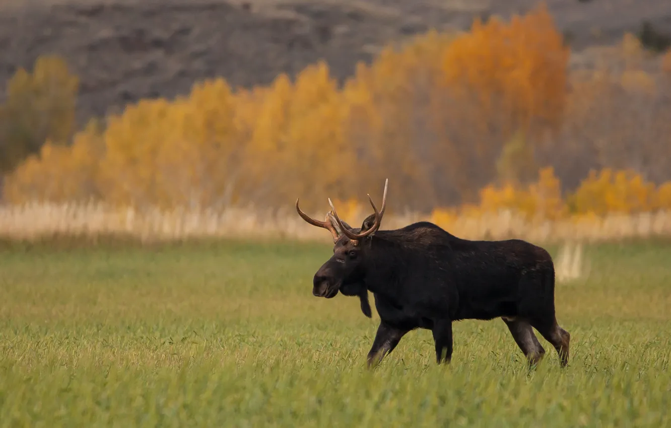 Фото обои field, autumn, wildlife, fall, moose